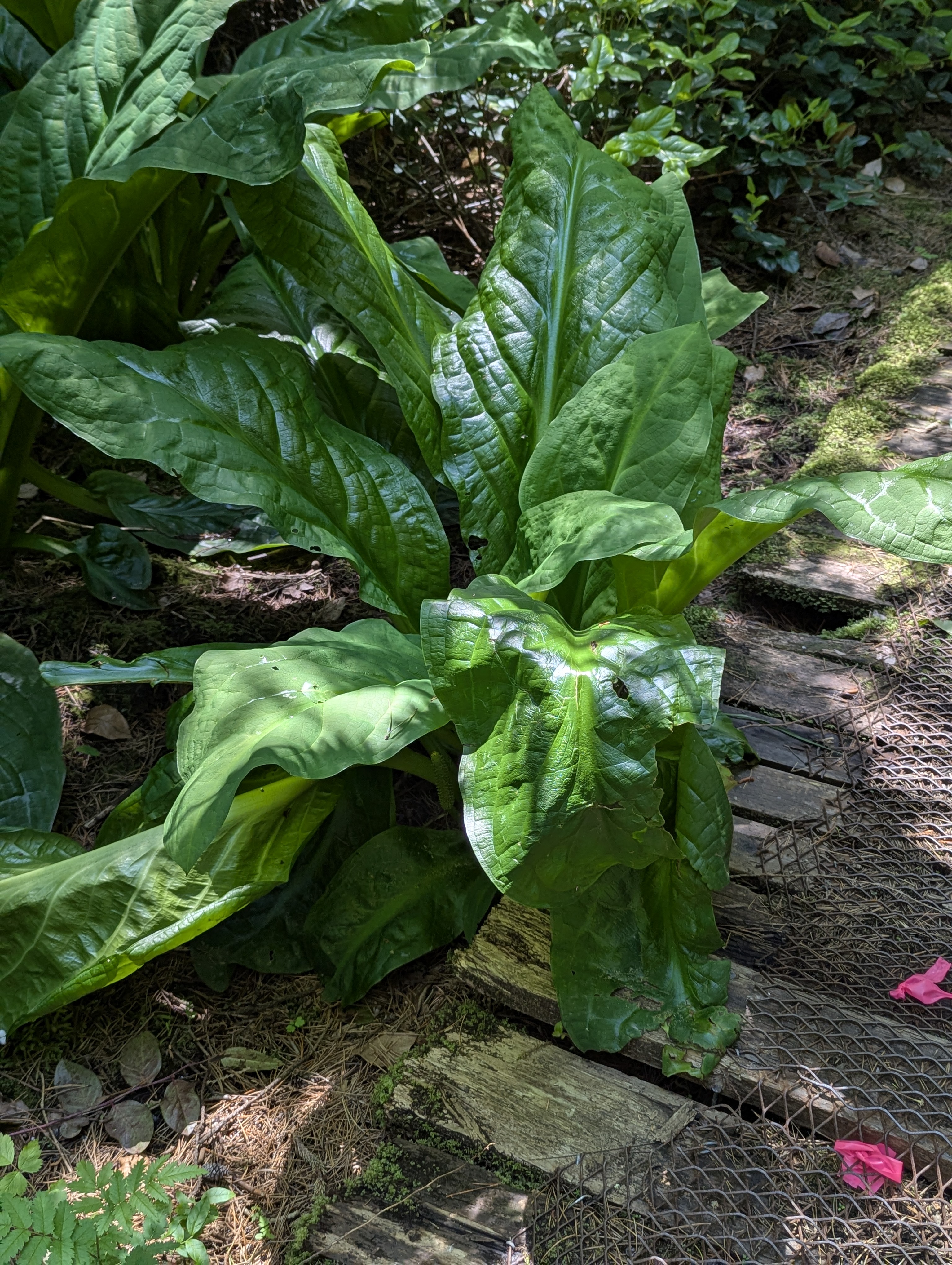 Birthday Trip to Canada, Delta, Burns Bog, Vancouver, British Columbia